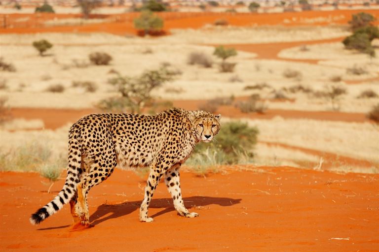 Namibia Entdeckungstour ©Nataliya/adobestock